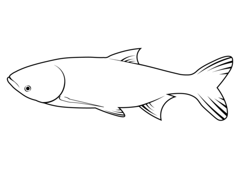 Bighead Carp (Hypophthalmichthys Nobilis) Coloring Page